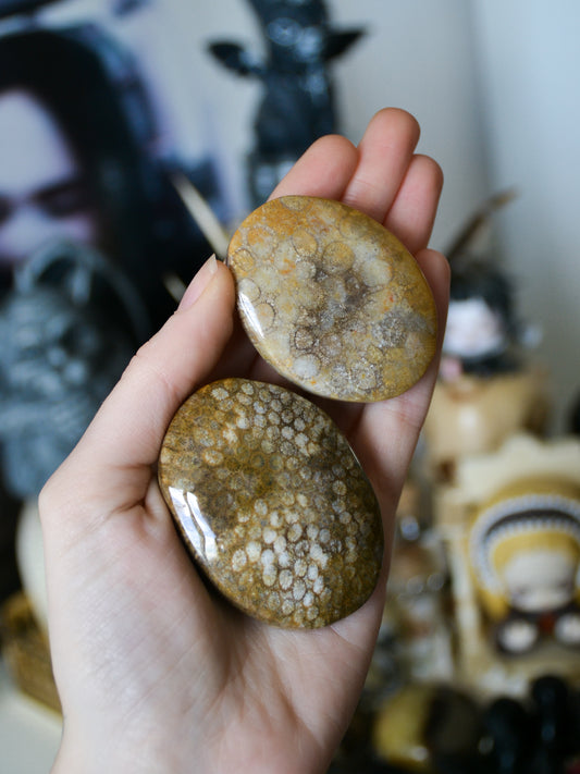 Palmstone in corallo fossile