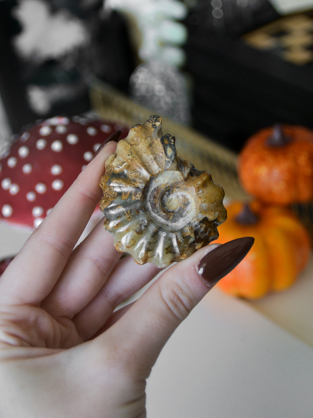 Ammonite fossile
