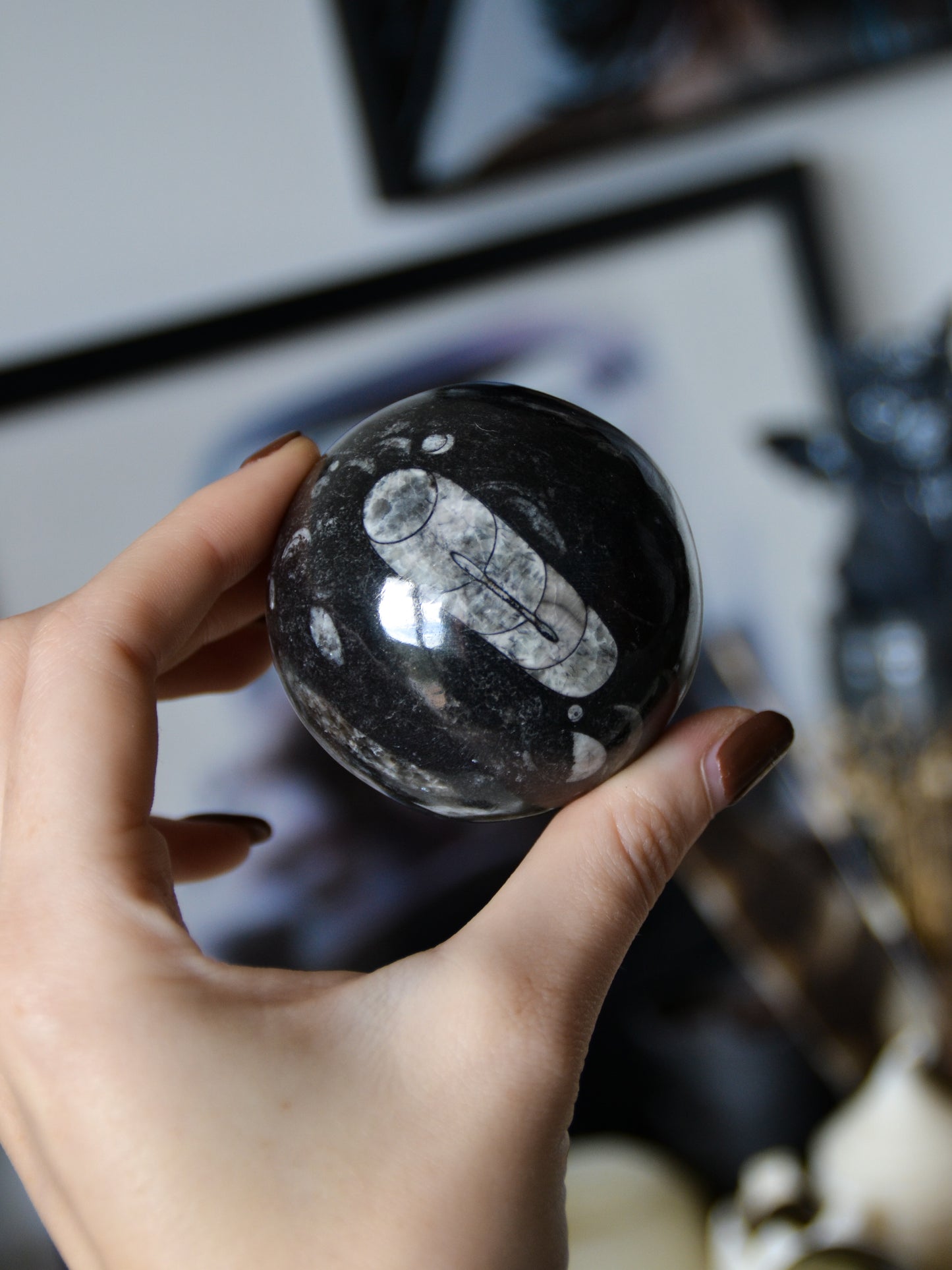 Sfera in orthoceras