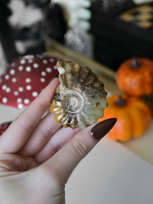 Ammonite fossile